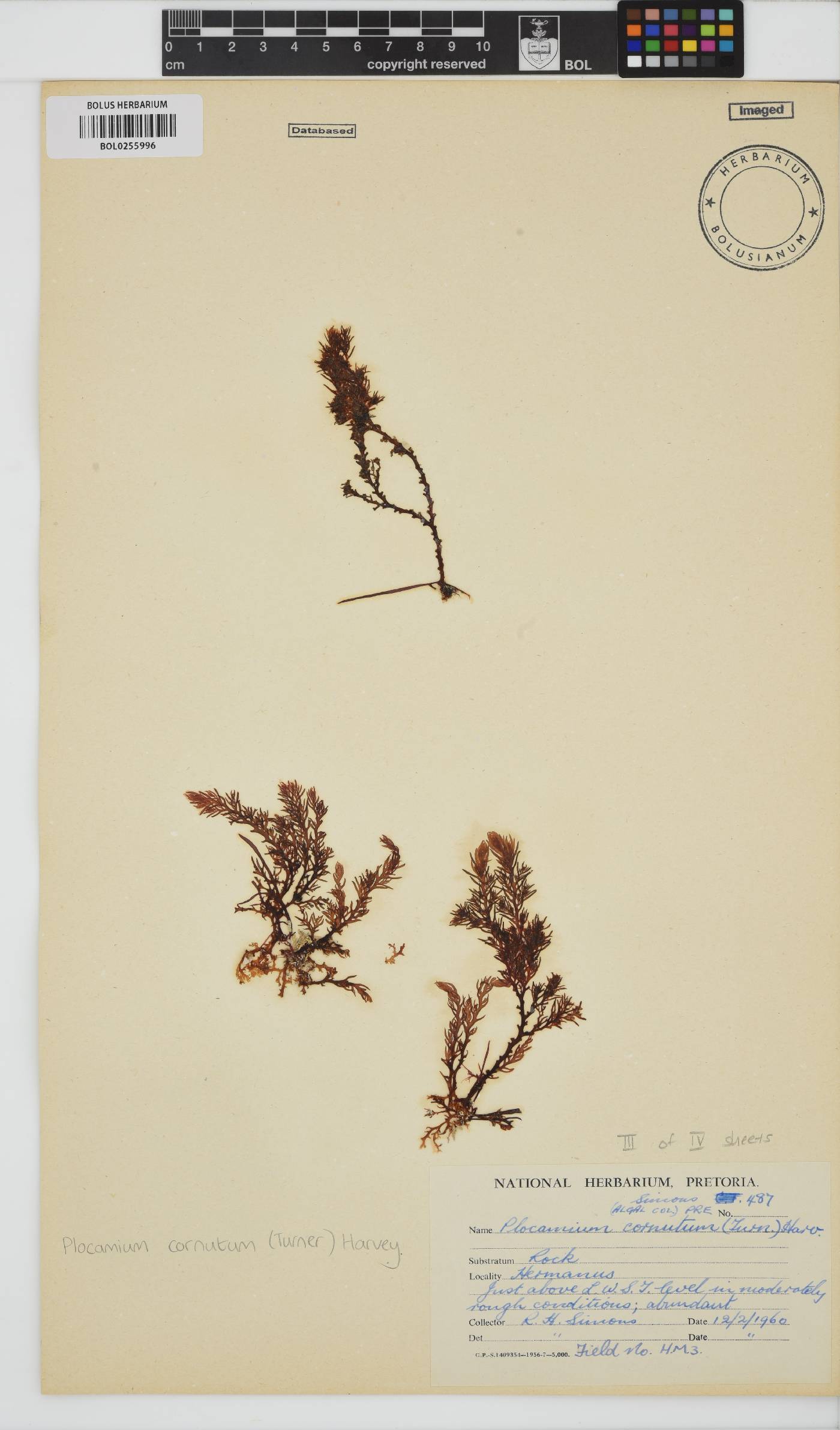 Plocamium cornutum image