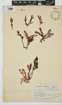 Plocamium cornutum image
