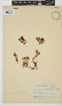 Plocamium cornutum image