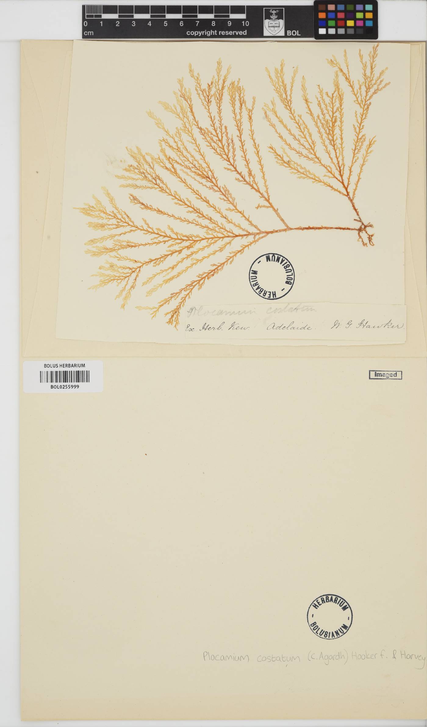 Plocamium cirrhosum image