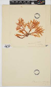 Image of Plocamium dilatatum