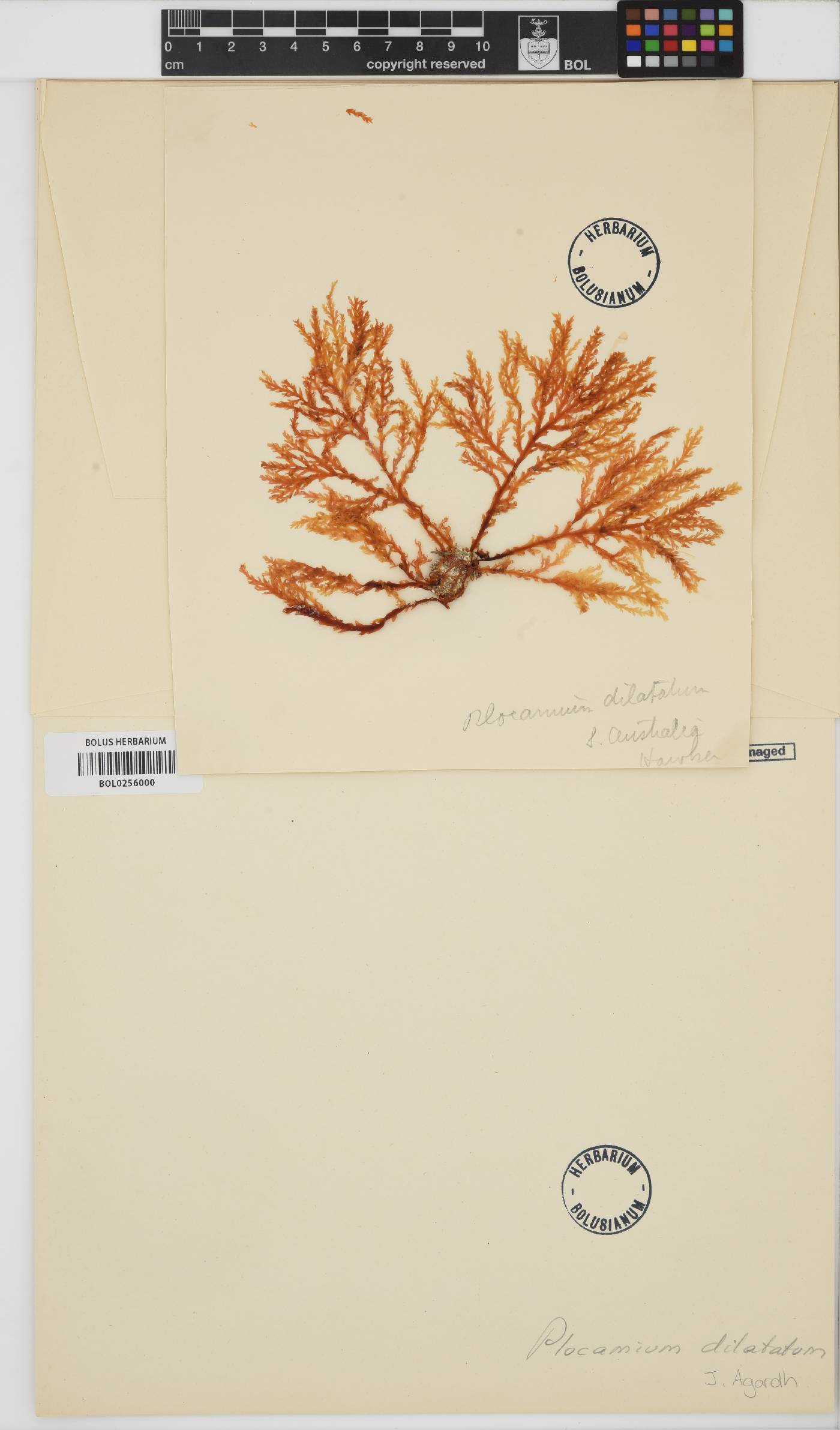 Plocamium dilatatum image