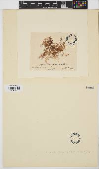 Image of Plocamium leptophyllum