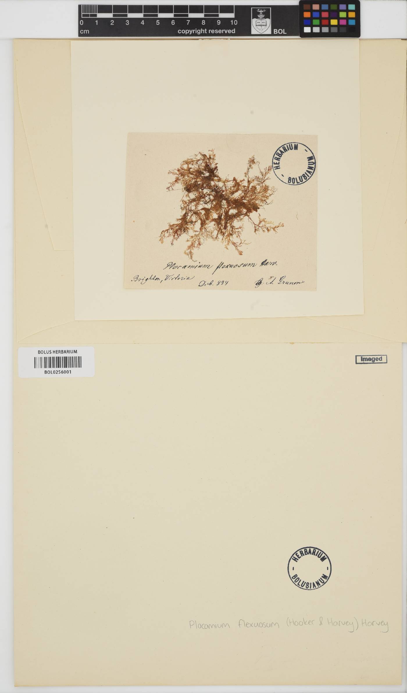 Plocamium leptophyllum image