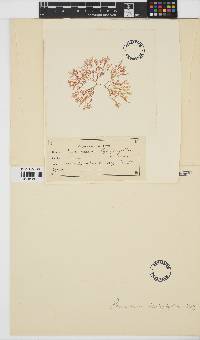 Plocamium leptophyllum image
