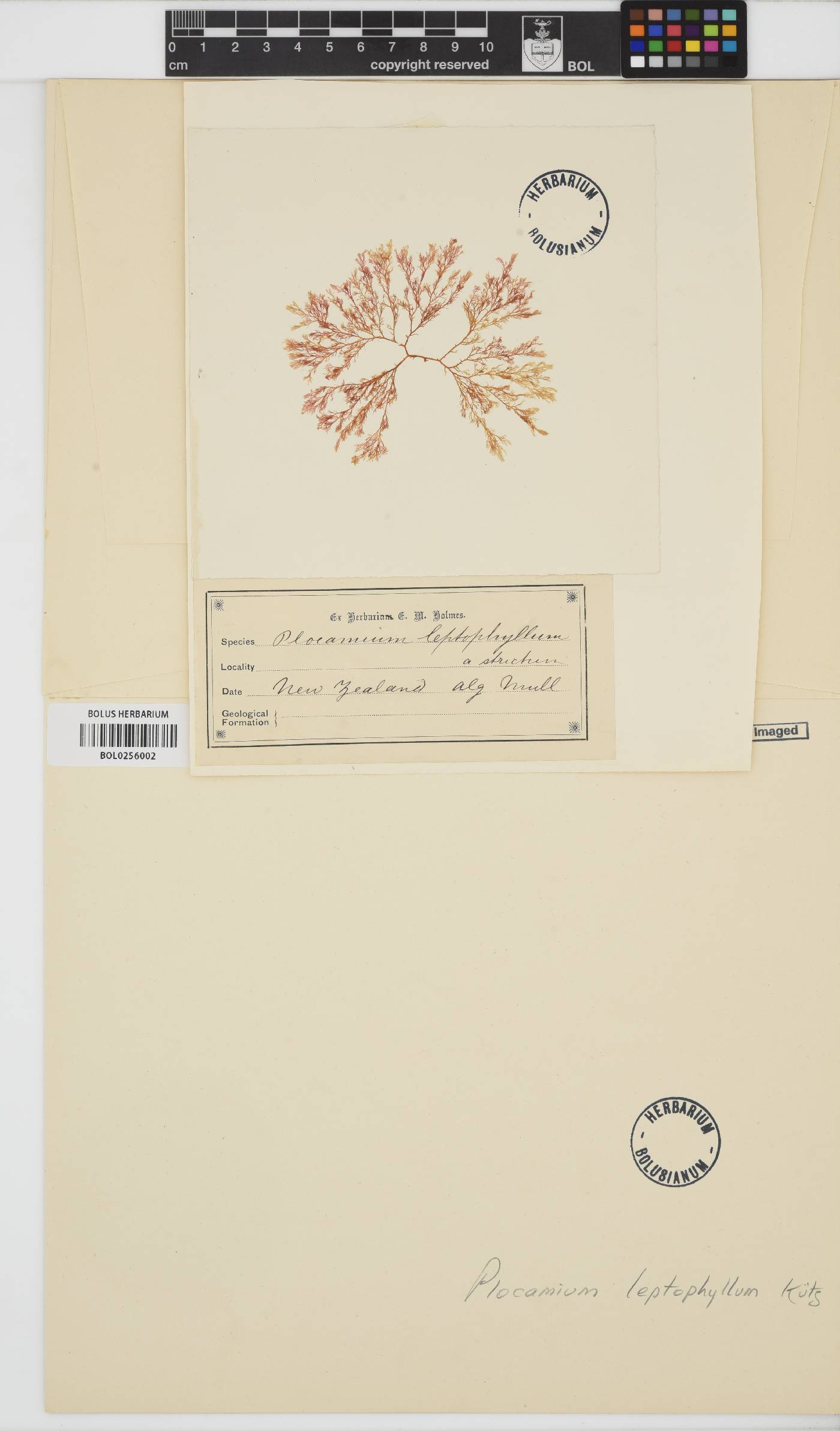 Plocamium leptophyllum image