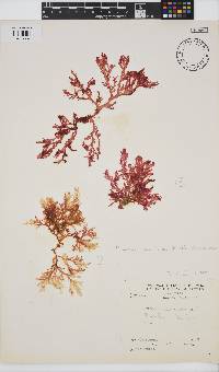 Plocamium maxillosum image