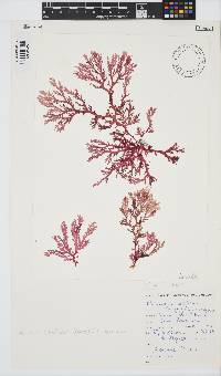 Plocamium maxillosum image