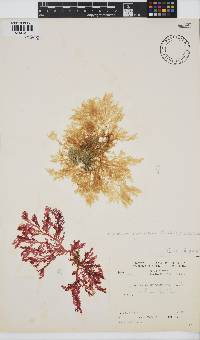 Plocamium maxillosum image