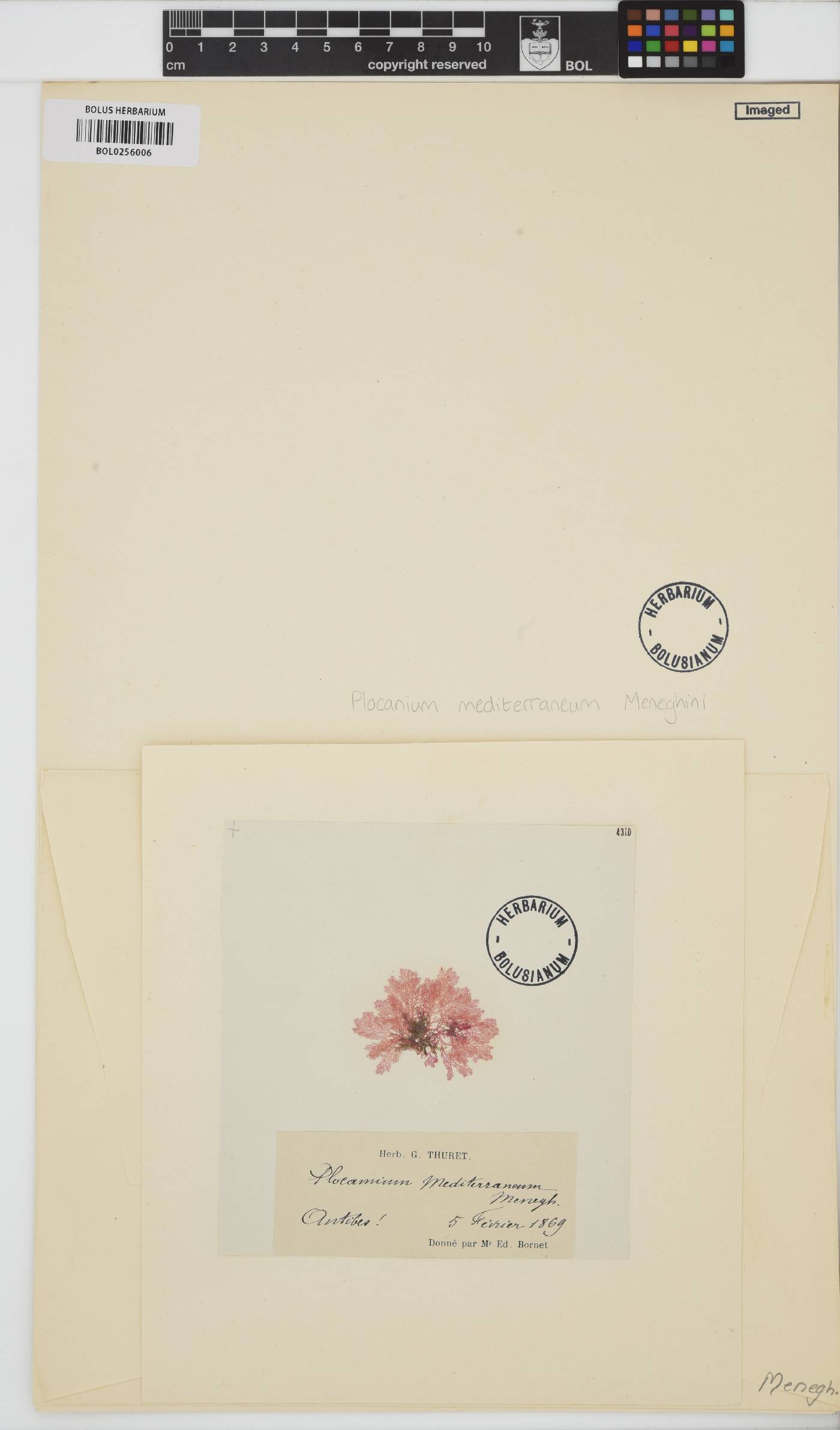 Plocamium mediterraneum image