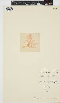Image of Plocamium mertensii