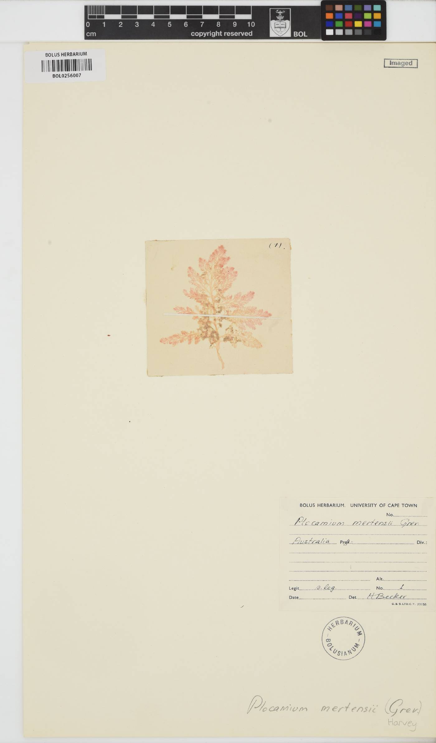 Plocamium mertensii image
