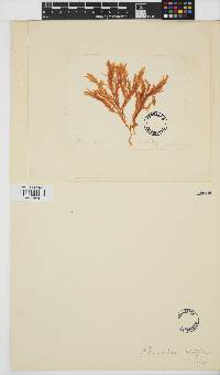 Plocamium mertensii image