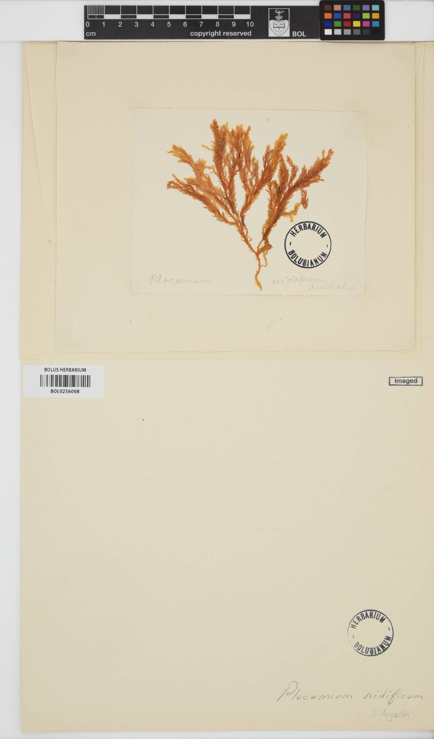Plocamium mertensii image