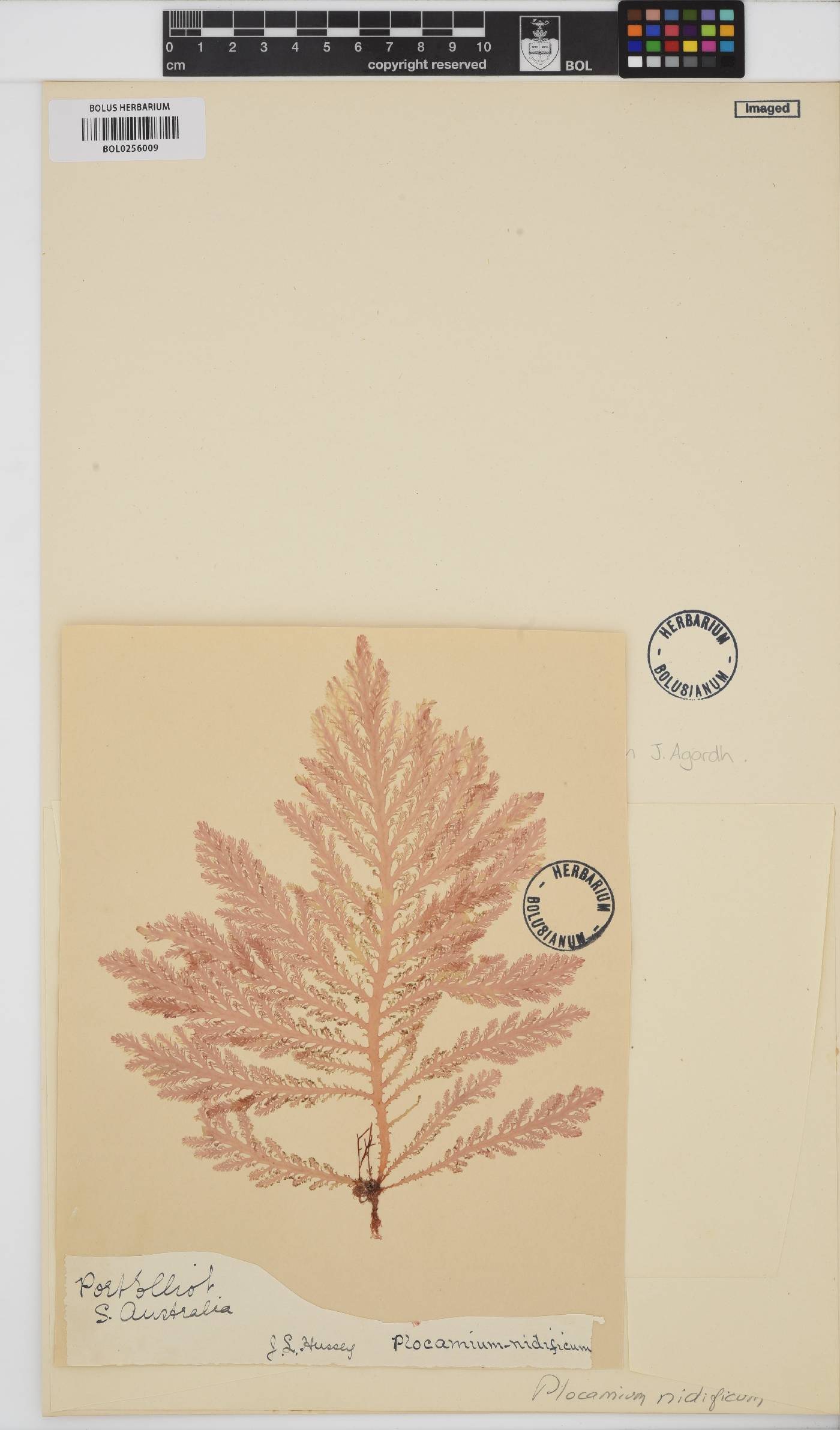 Plocamium mertensii image