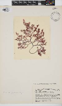 Image of Plocamium pacificum