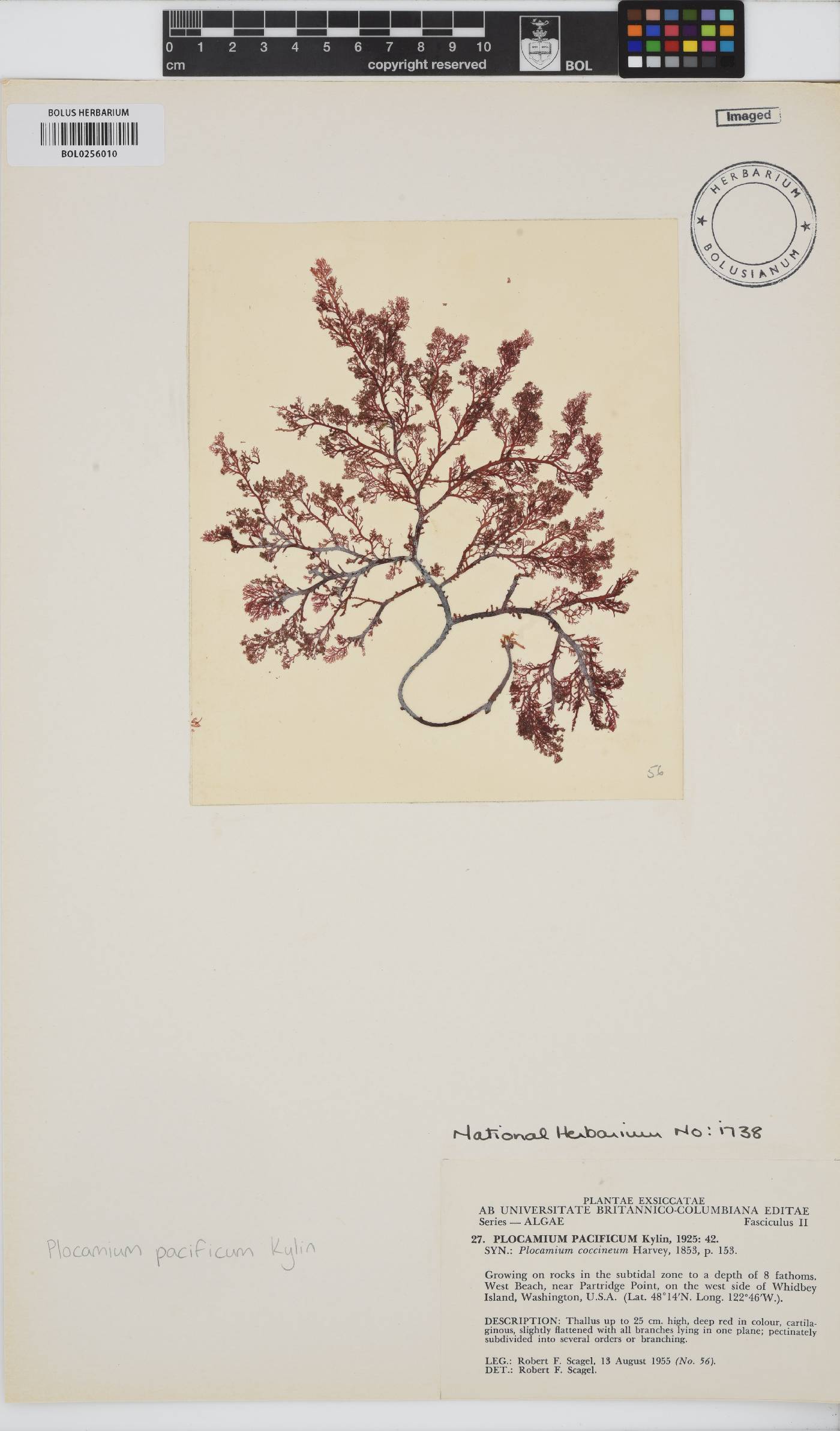 Plocamium pacificum image