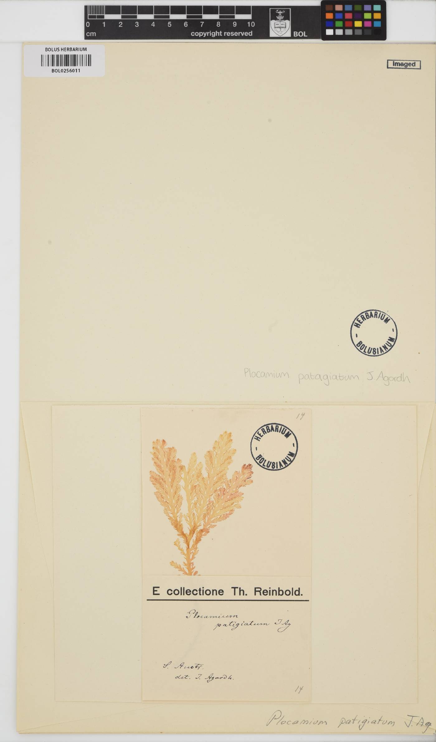 Plocamium patagiatum image