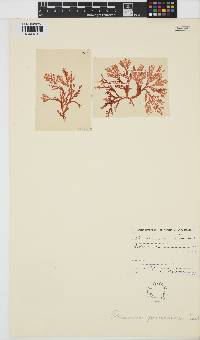 Image of Plocamium preissianum