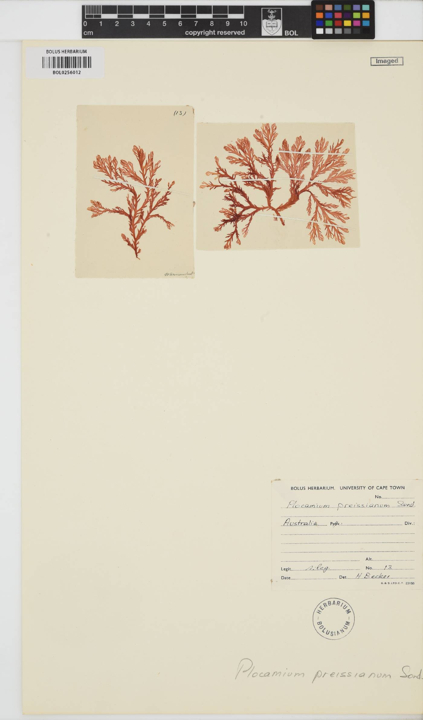 Plocamium preissianum image