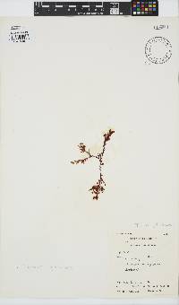 Plocamium rigidum image