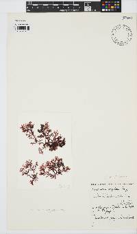 Plocamium rigidum image