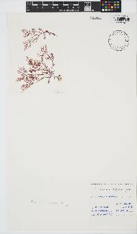 Plocamium rigidum image