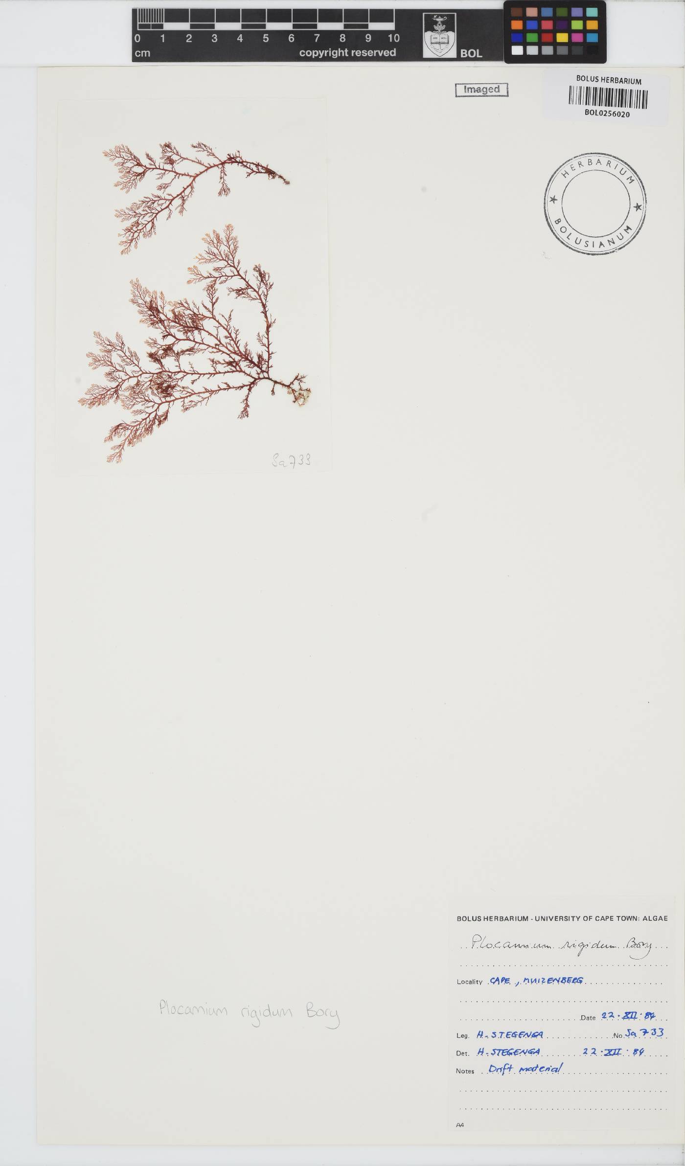 Plocamiaceae image