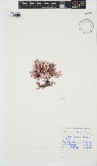 Plocamium rigidum image