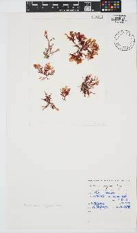 Plocamium rigidum image