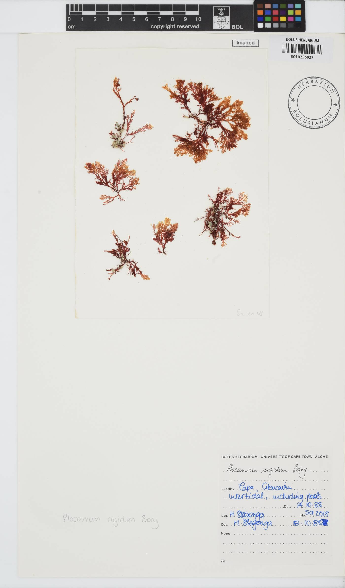 Plocamium rigidum image