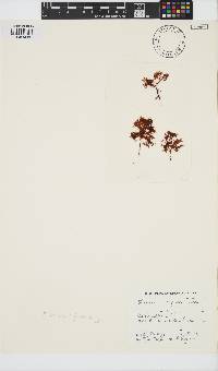 Plocamium rigidum image