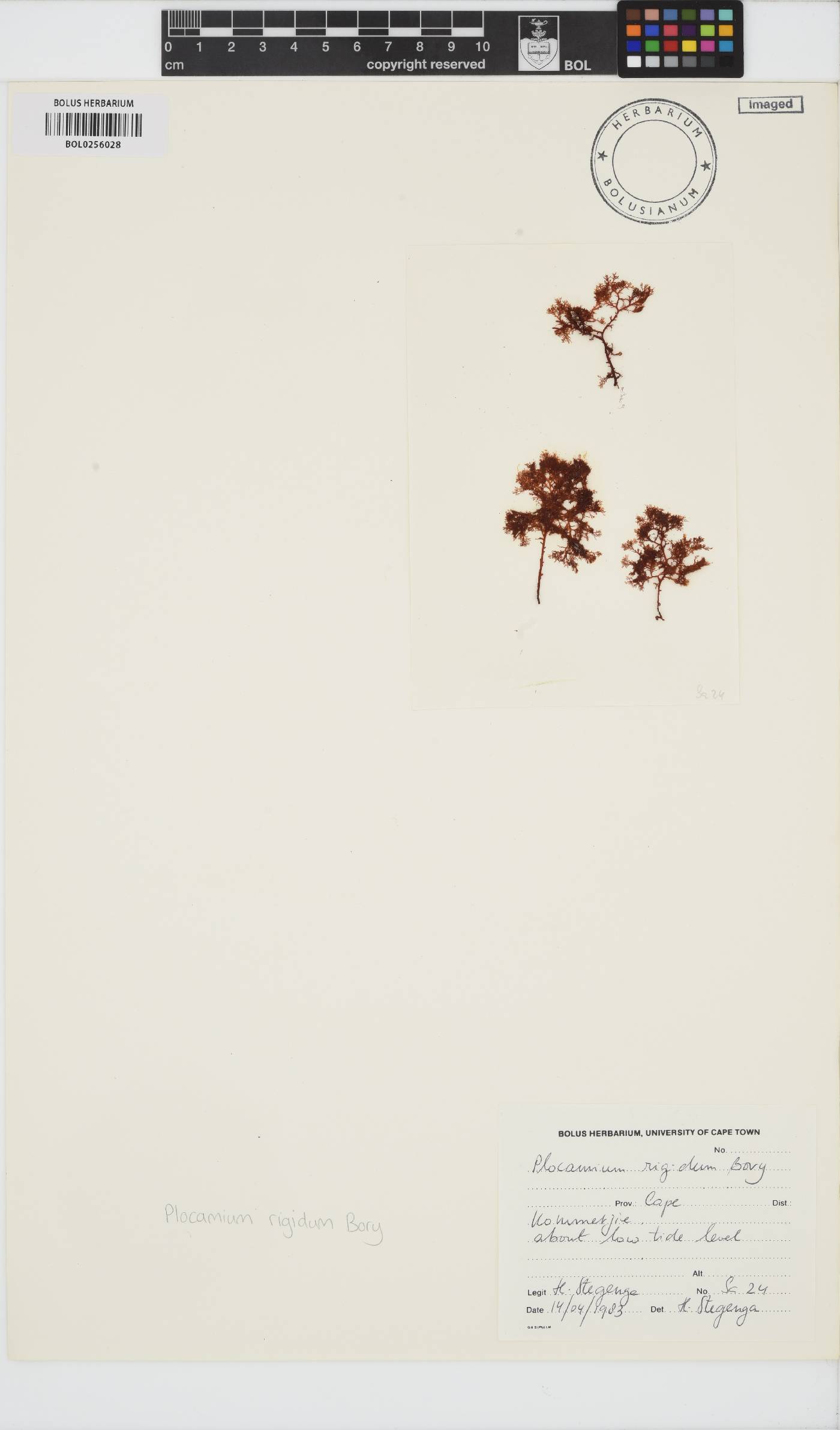 Plocamium rigidum image