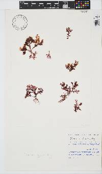 Plocamium rigidum image