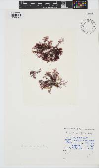 Plocamium rigidum image