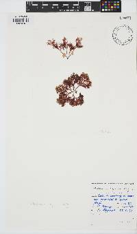 Plocamium rigidum image