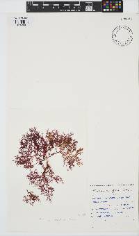 Plocamium rigidum image