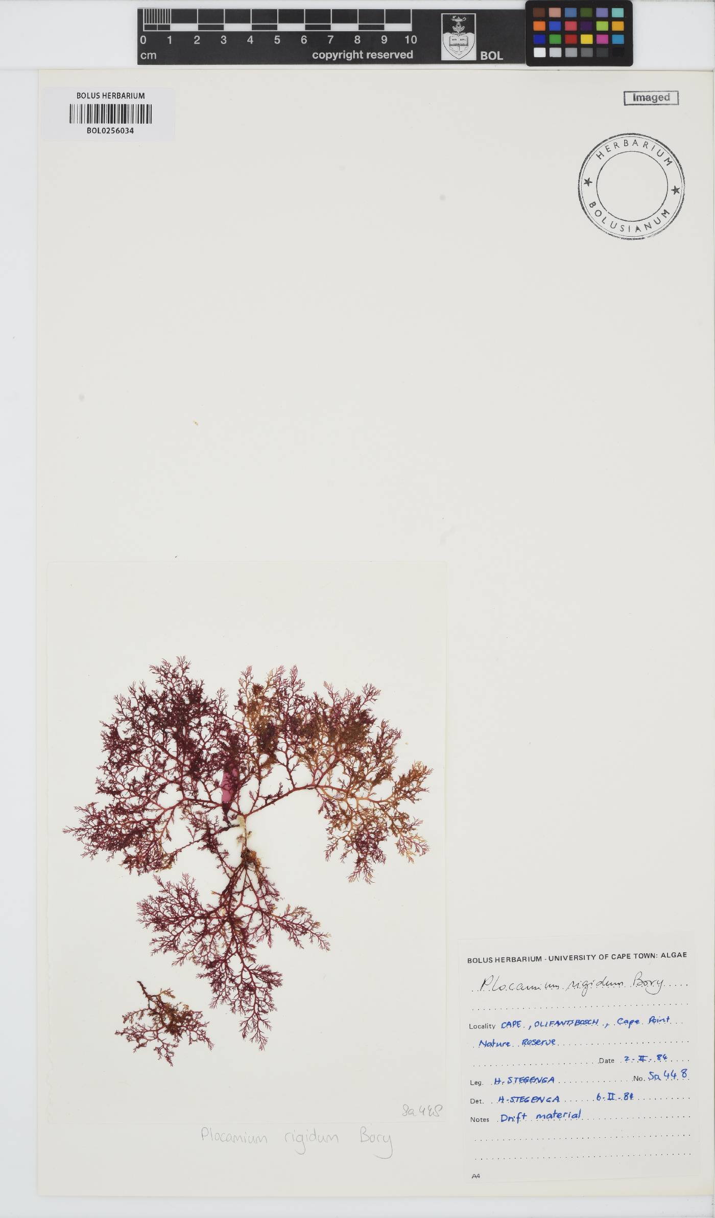 Plocamium rigidum image