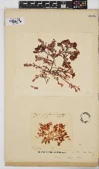 Plocamium rigidum image