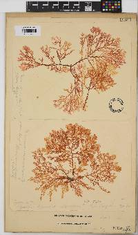 Plocamium rigidum image