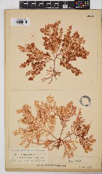 Plocamium rigidum image