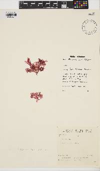 Plocamium suhrii image