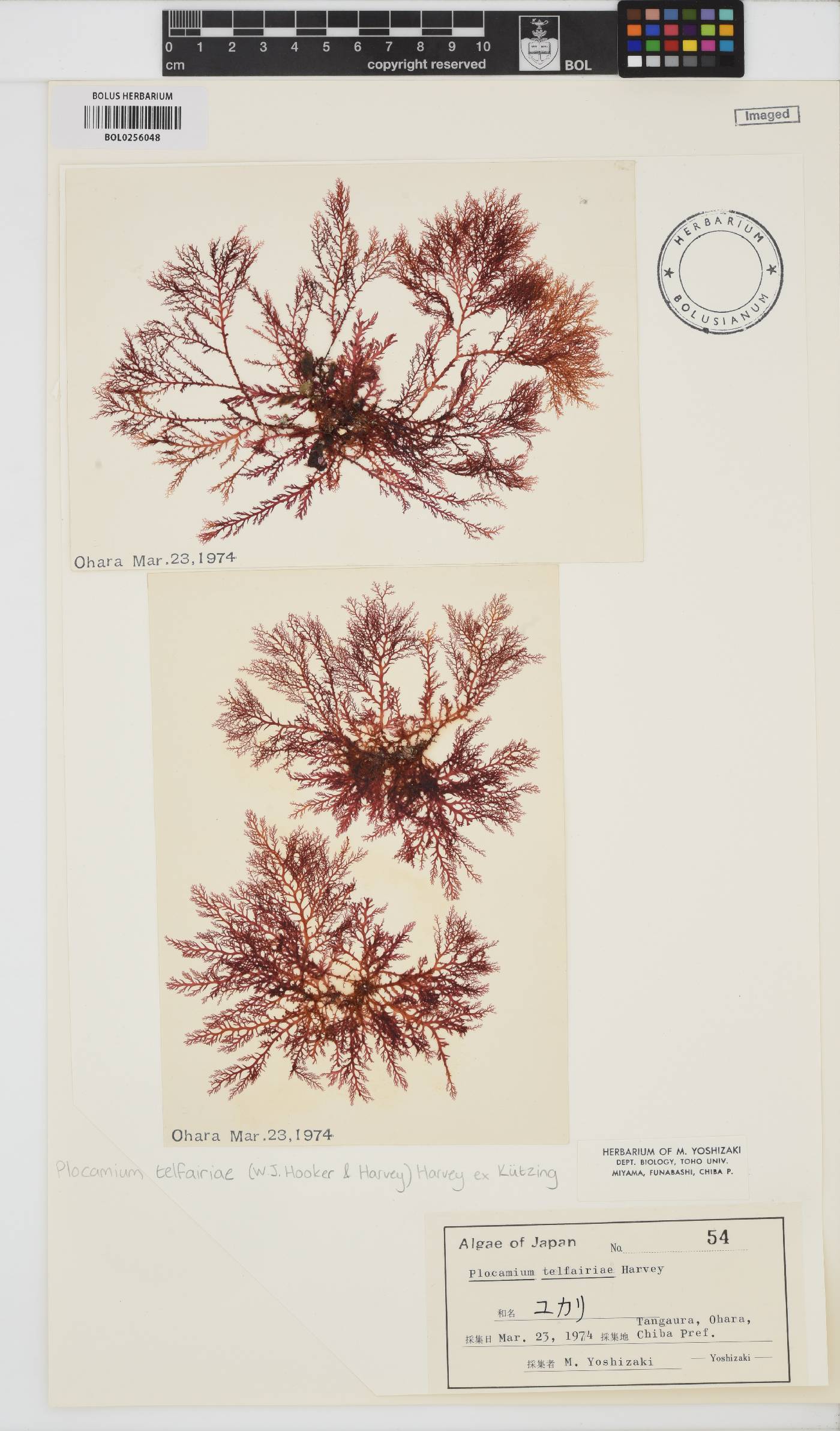 Plocamium telfairiae image