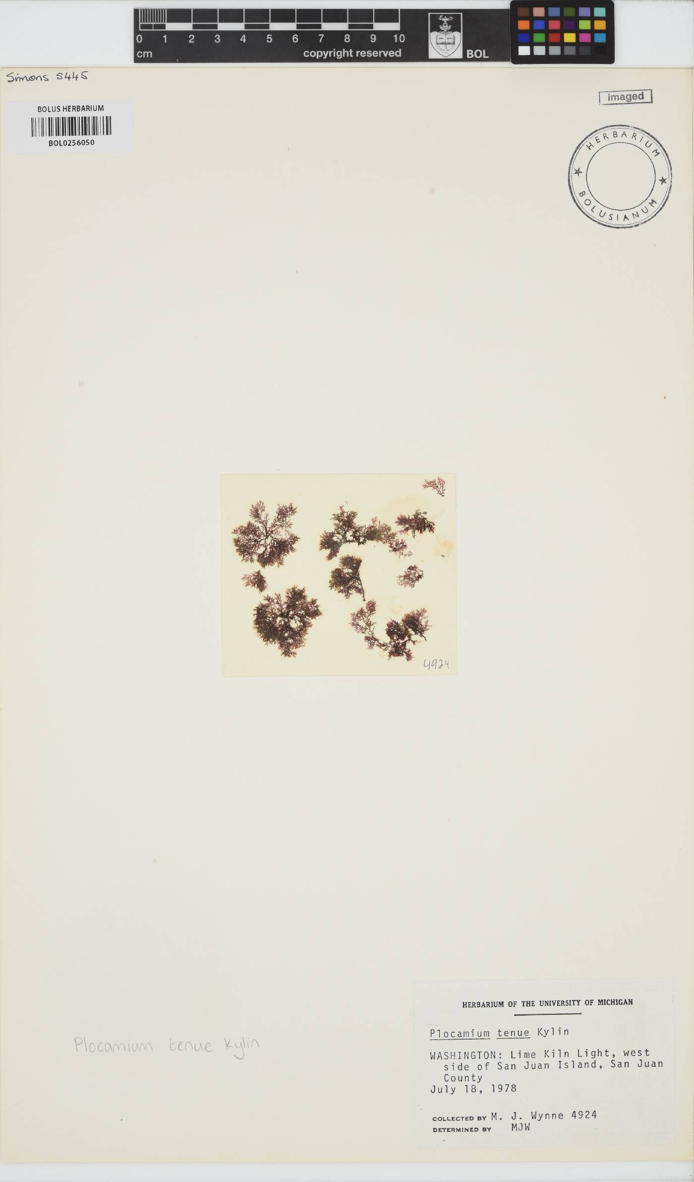 Plocamium violaceum image