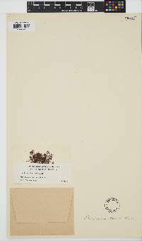 Plocamium violaceum image