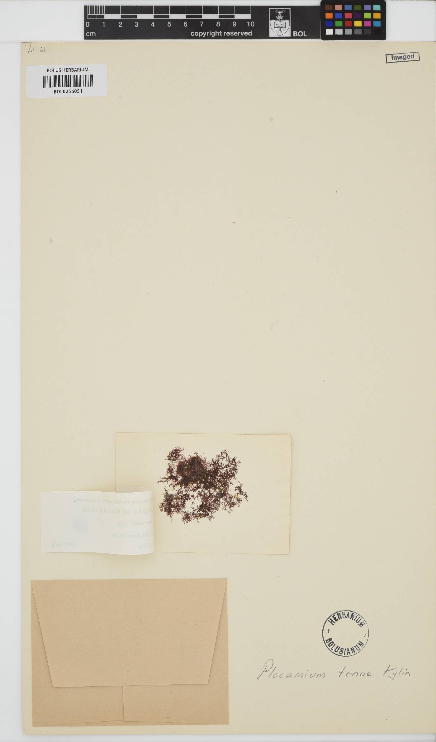Plocamium violaceum image