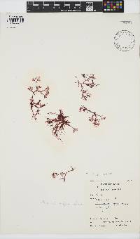 Plocamium cartilagineum image