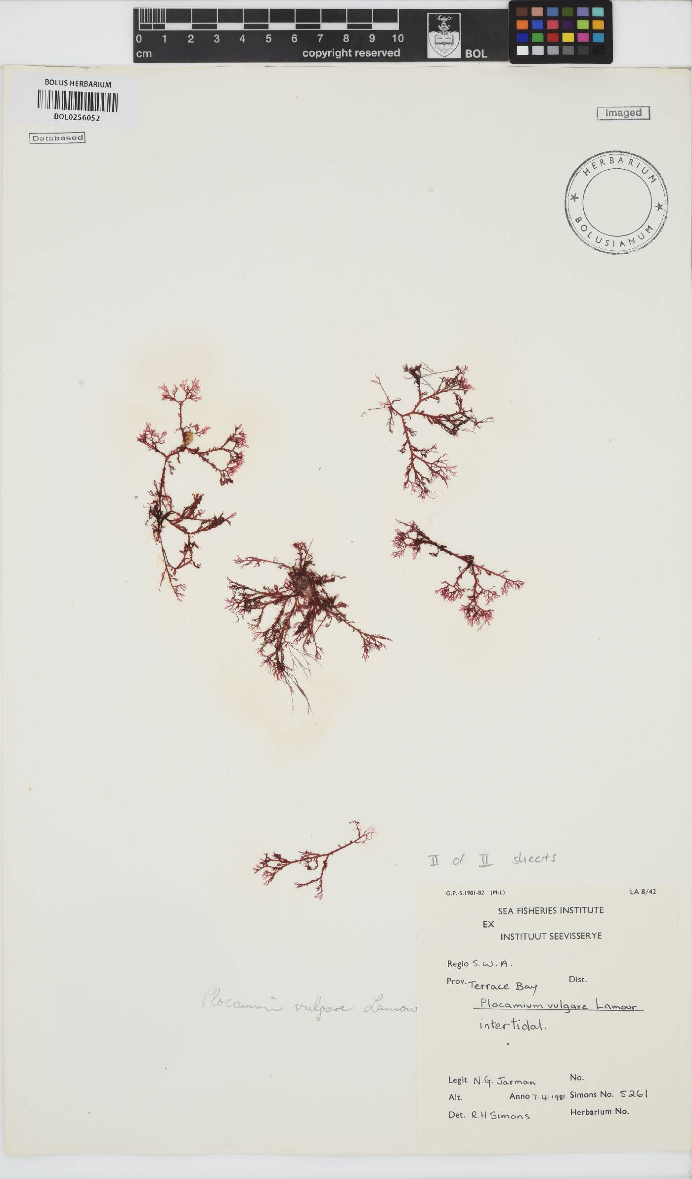 Plocamium cartilagineum image