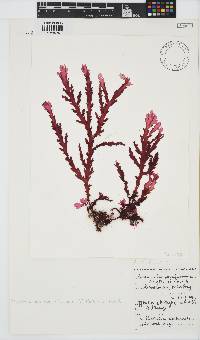 Plocamiocolax papenfussianus image