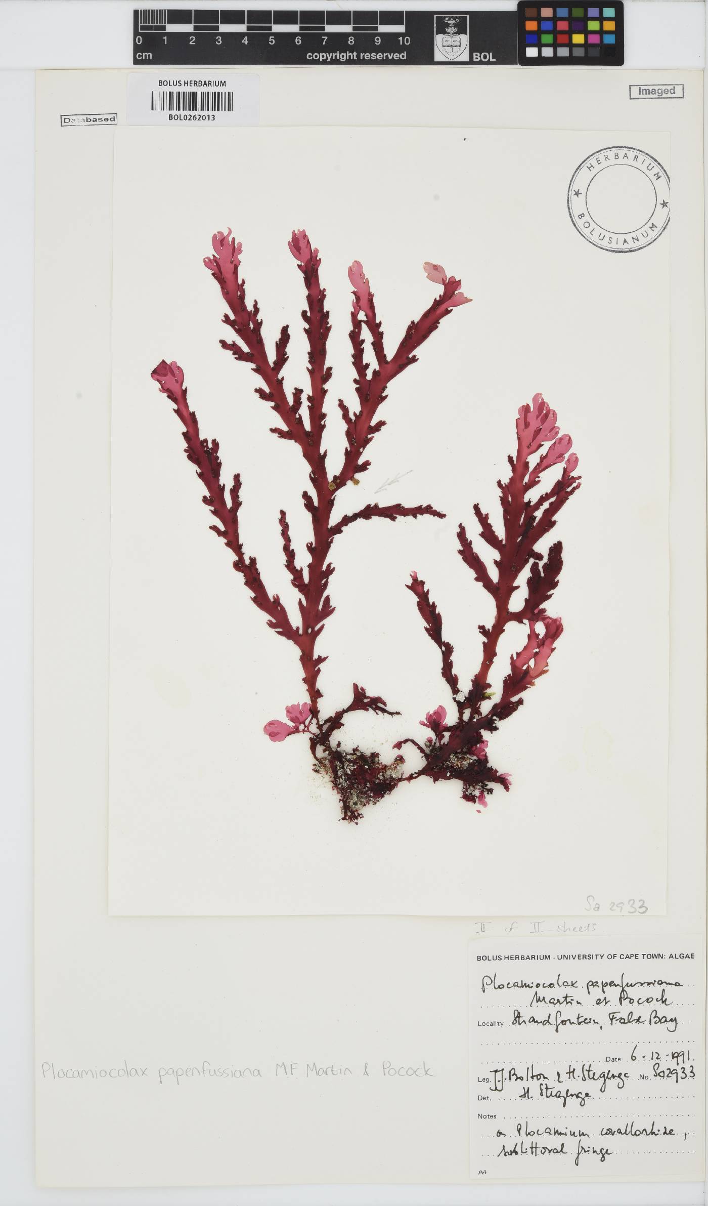 Plocamiocolax image